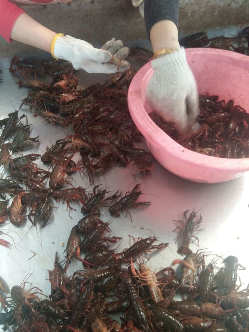 龙虾16~20只/kg