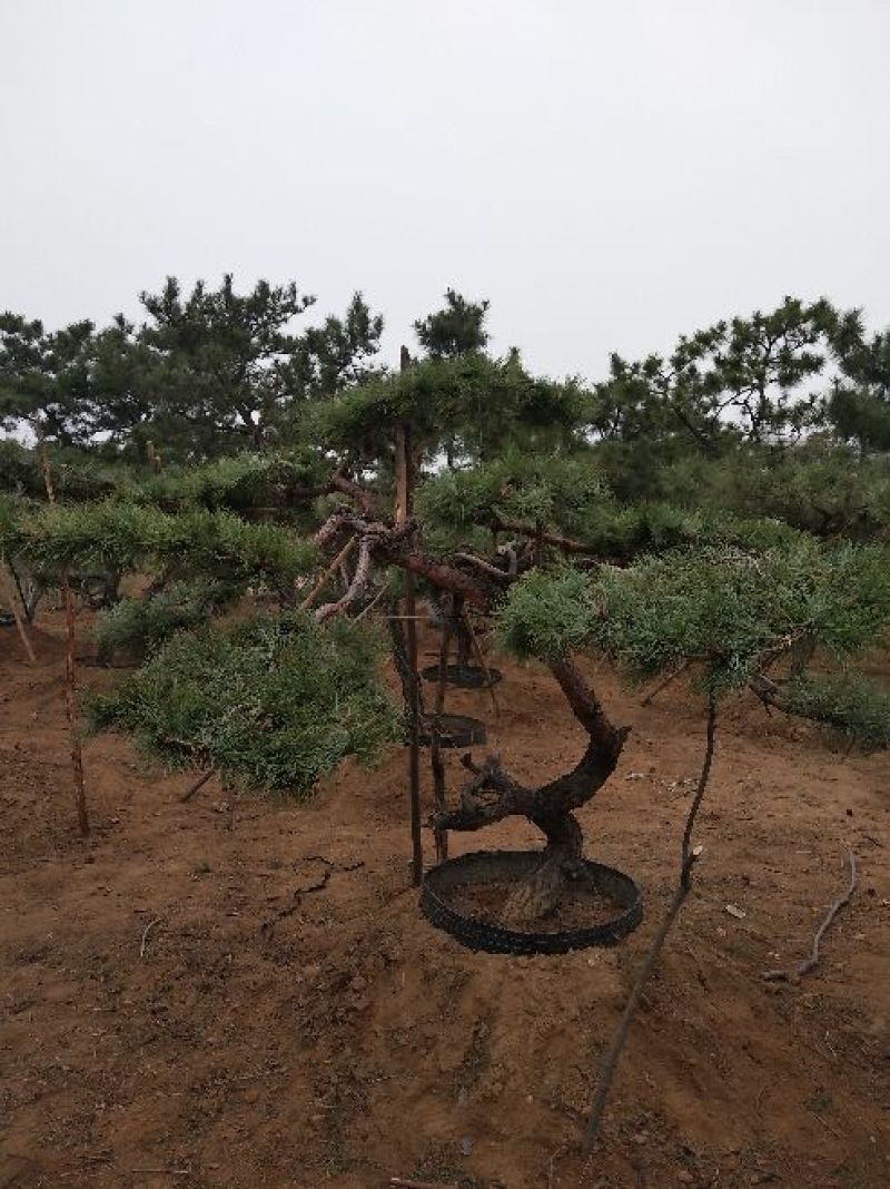 造型松14公分