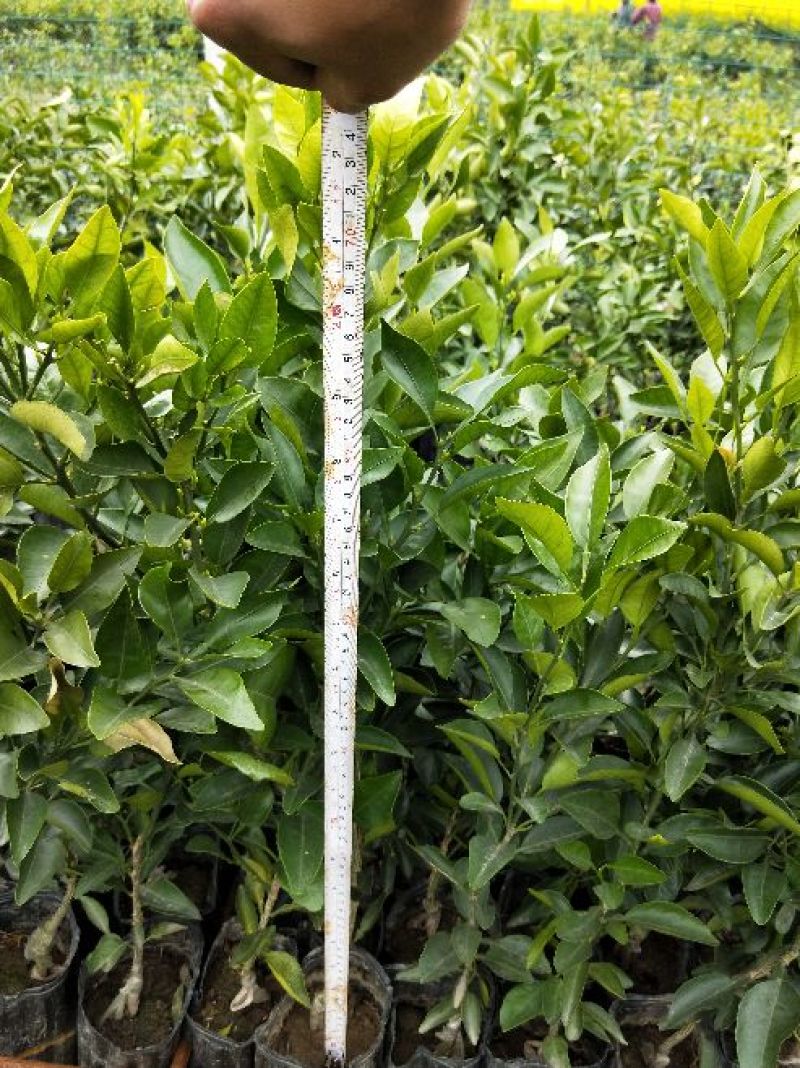 不知火柑橘苗50~80cm