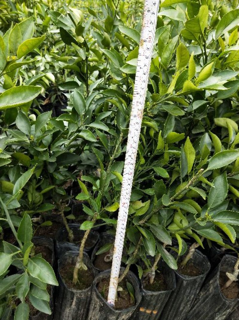 不知火柑橘苗50~80cm