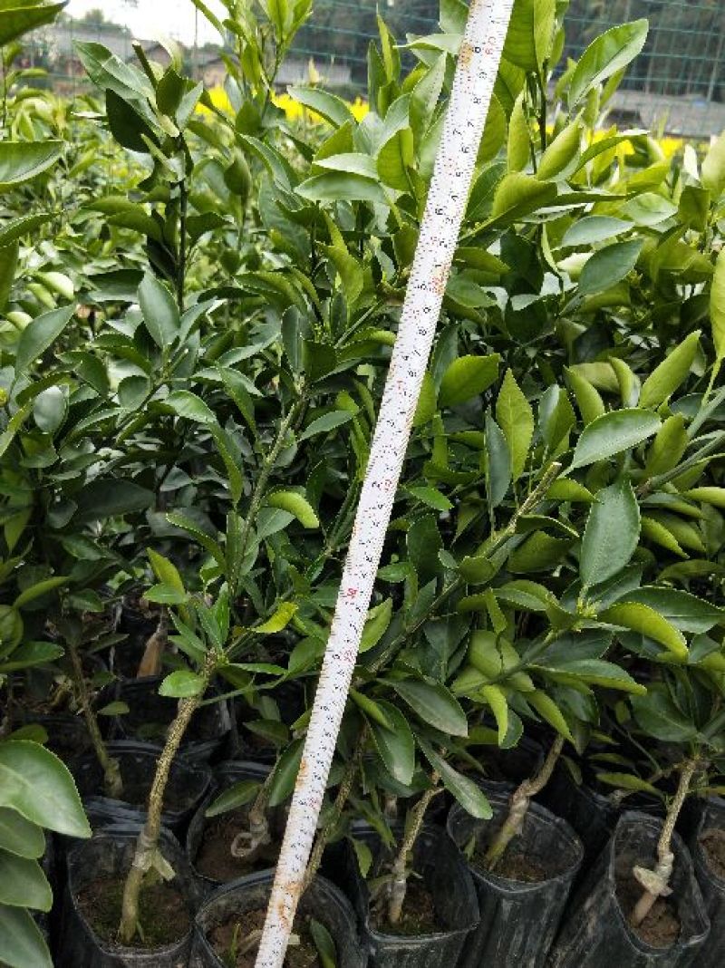 不知火柑橘苗50~80cm