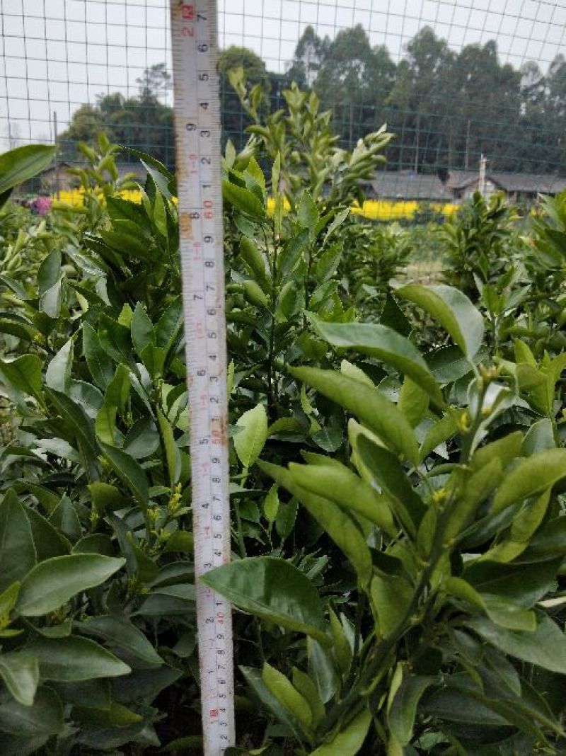 不知火柑橘苗50~80cm