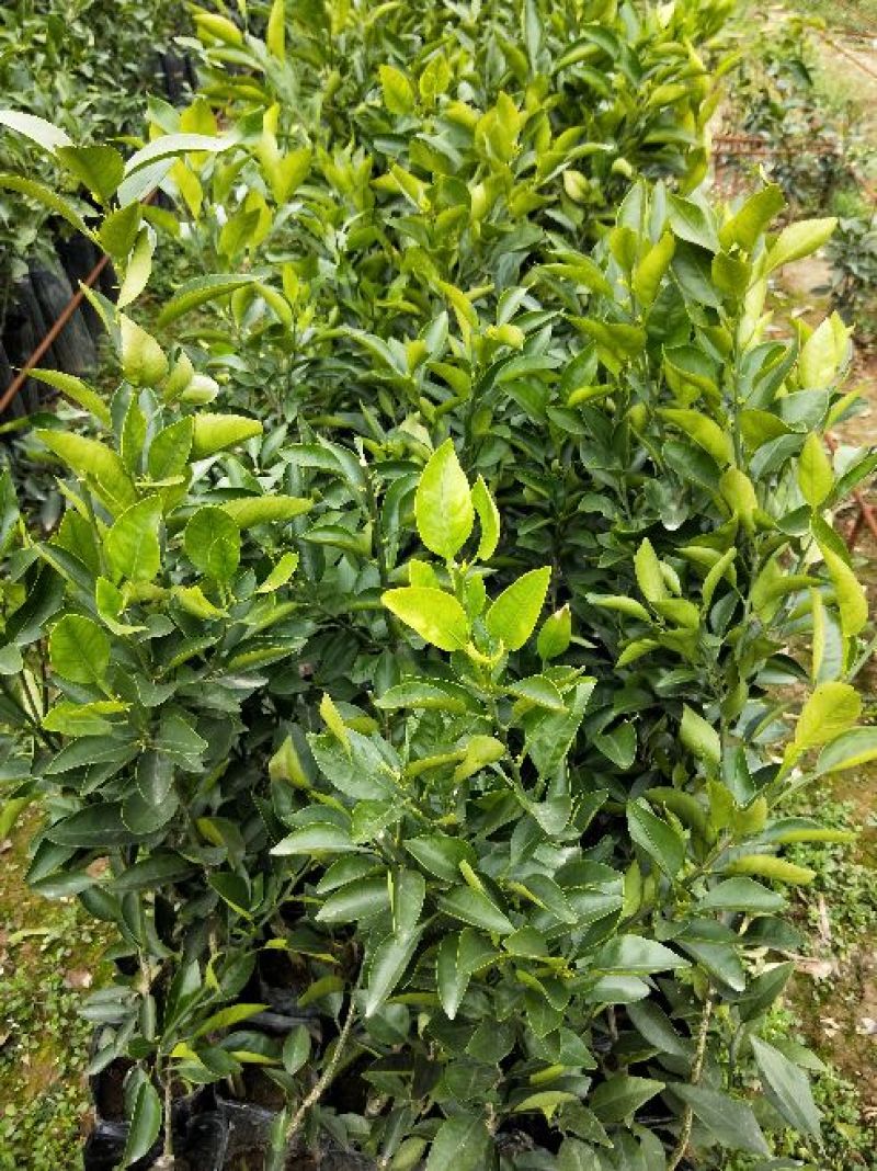不知火柑橘苗50~80cm