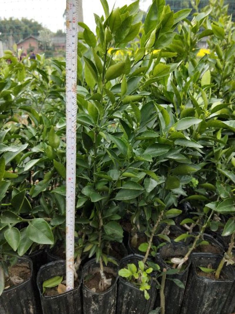 不知火柑橘苗50~80cm