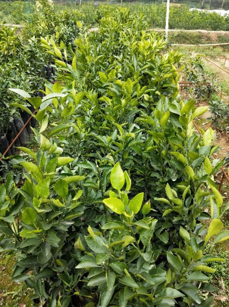 不知火柑橘苗50~80cm
