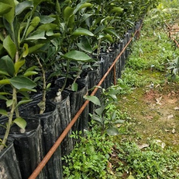 不知火柑橘苗50~80cm