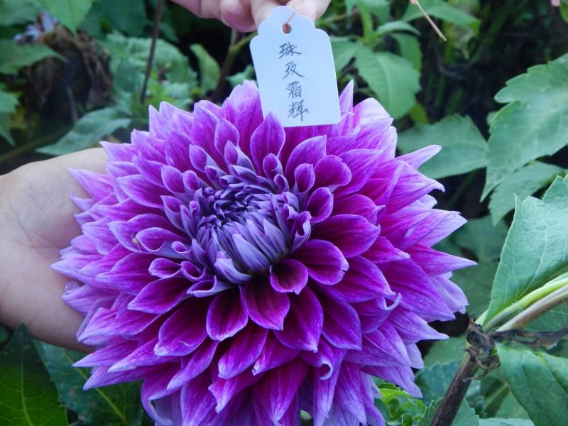 大丽花甘肃临洮大丽花，甘肃大丽花，临洮大丽花