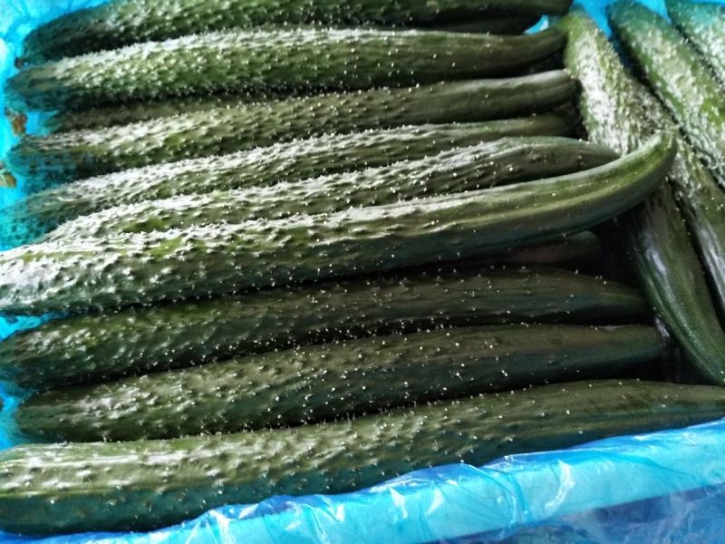 黄瓜干花带刺25公分以上春季黄瓜中条加茬瓜，保证质量