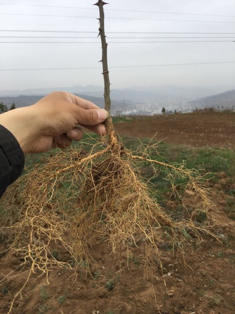 大红袍花椒苗油椒花椒苗六月红花椒苗