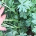 益母草湿切一公分色青饮片