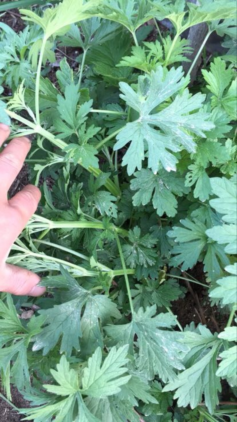 益母草湿切一公分色青饮片