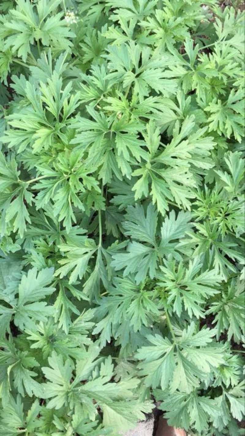 益母草湿切一公分色青饮片