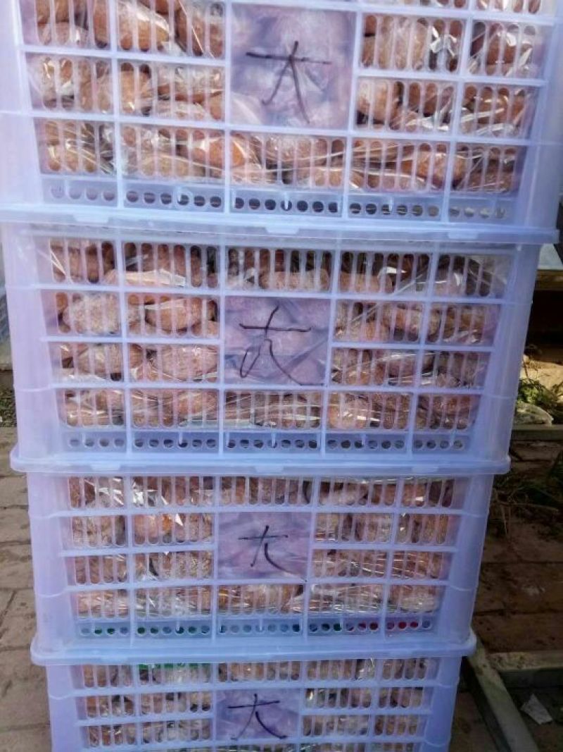 柿饼1~2两