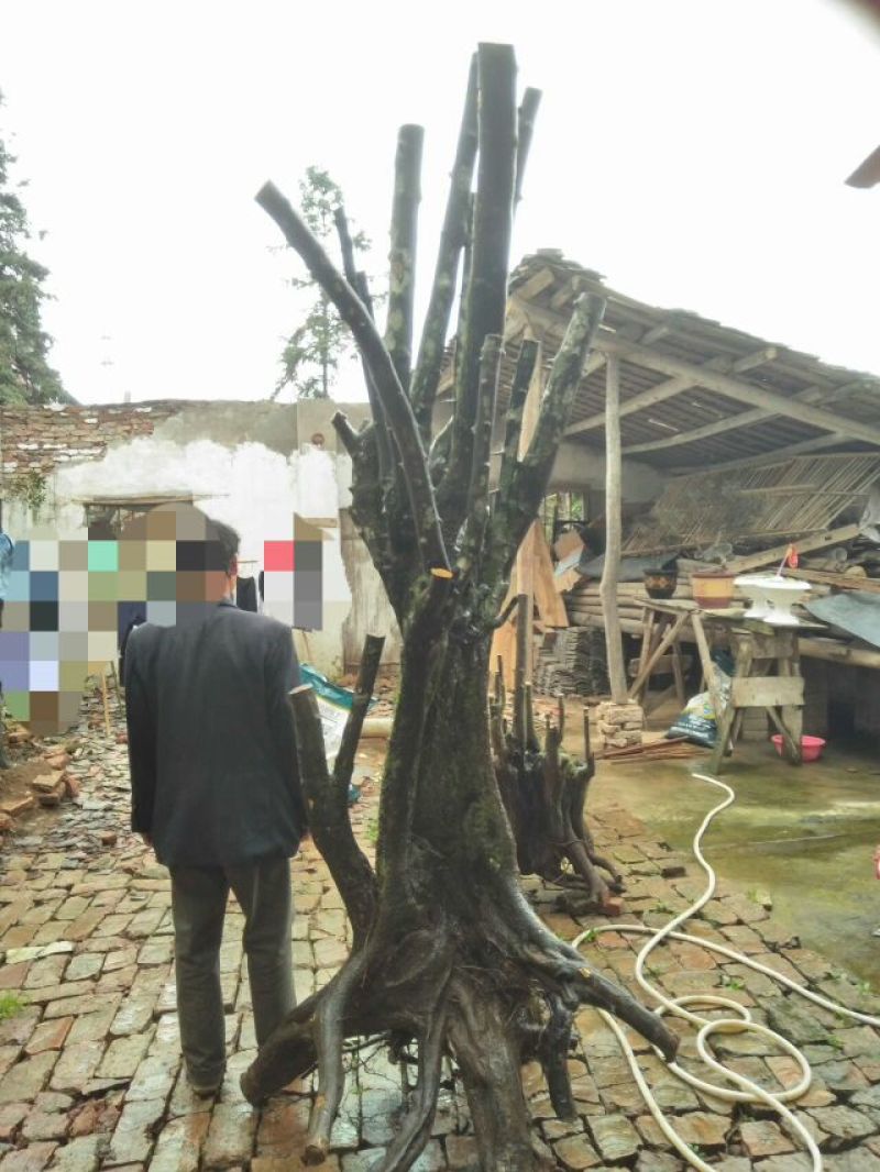 金弹子树桩