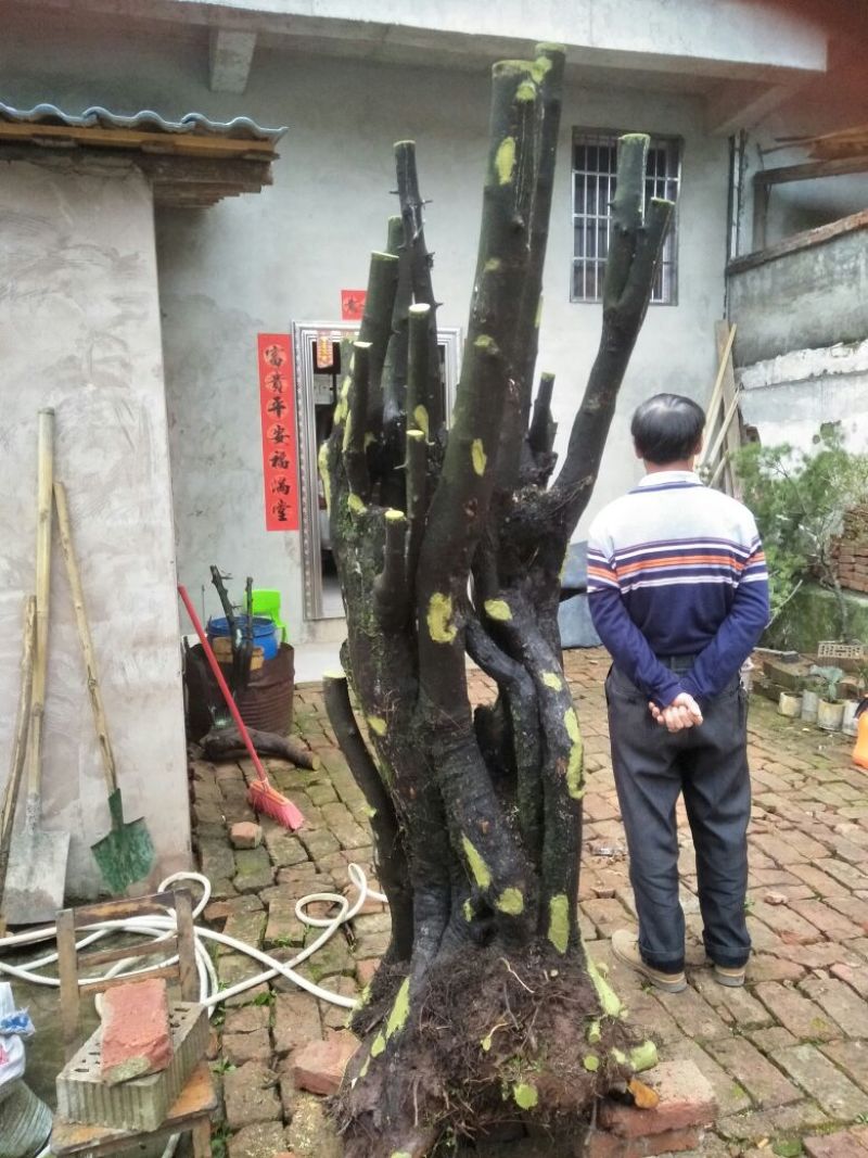 金弹子树桩