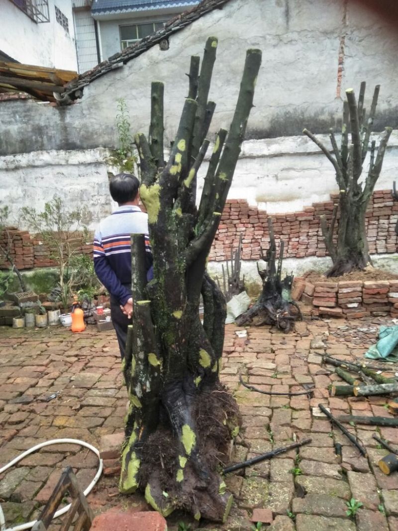 金弹子树桩