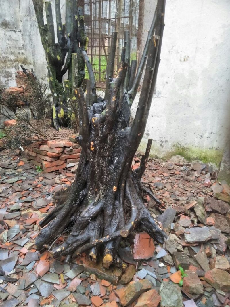 金弹子树桩