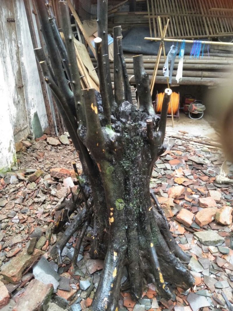 金弹子树桩