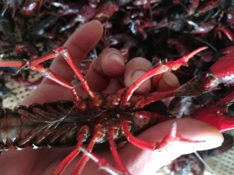 虾苗人工养殖种苗