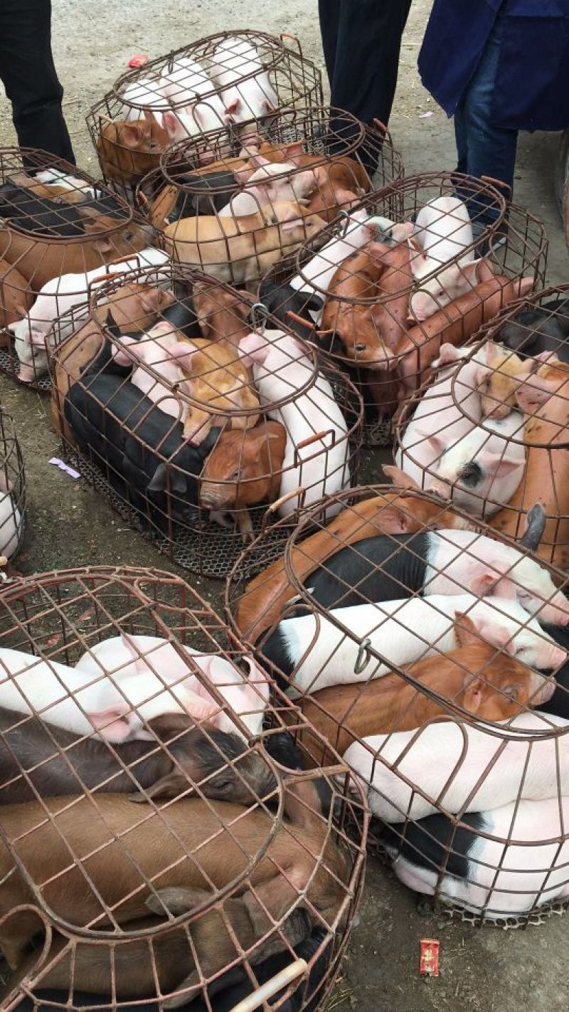 母猪