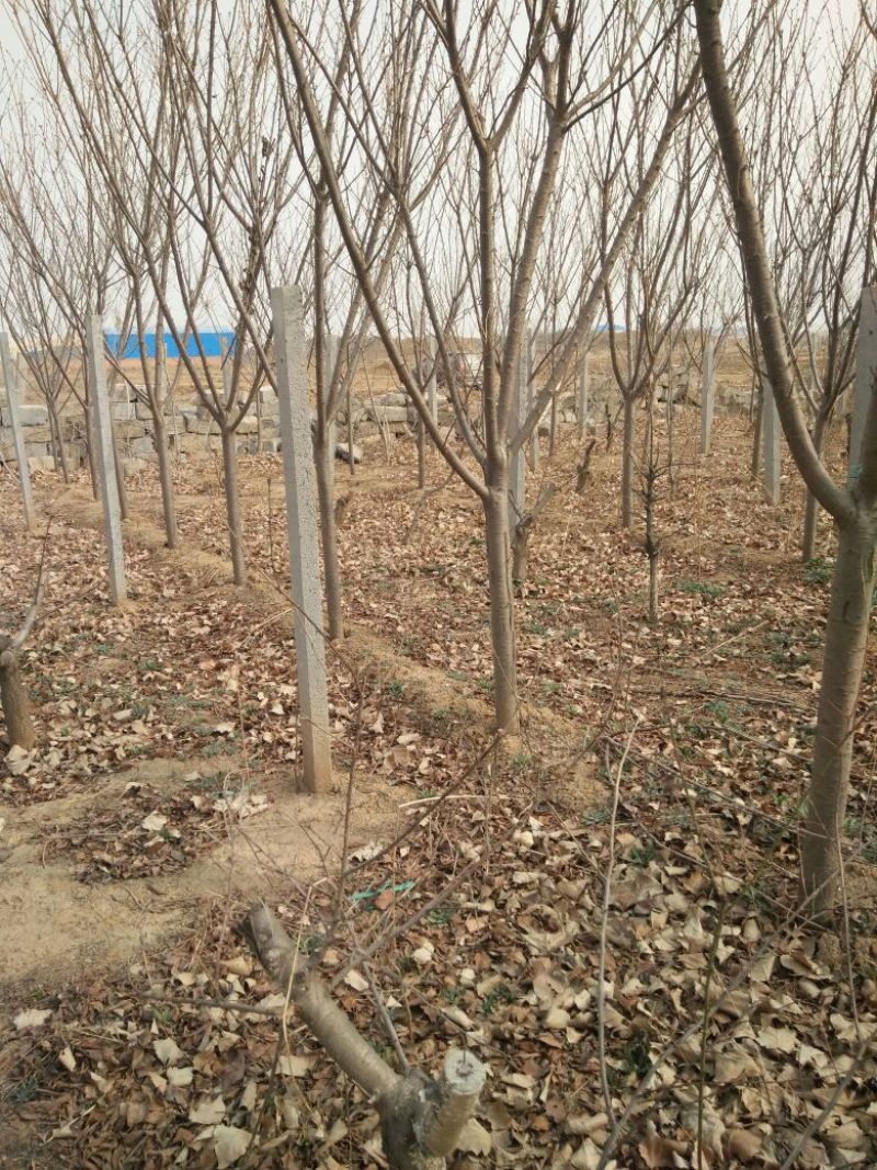 晚樱8~9cm