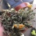 蒲公英6~10cm