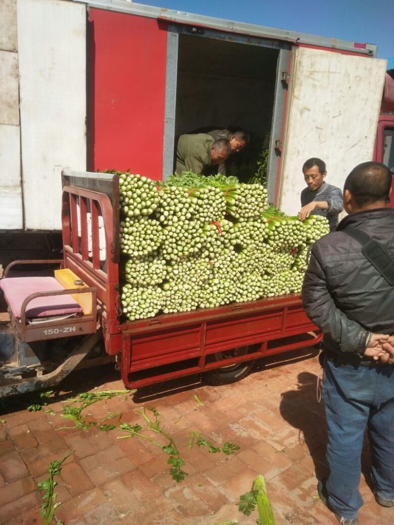 河北精品西芹，黄亮，中粗，诚信专业代发全国