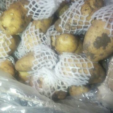 荷兰十五土豆精品3两以上