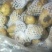 荷兰十五土豆精品3两以上