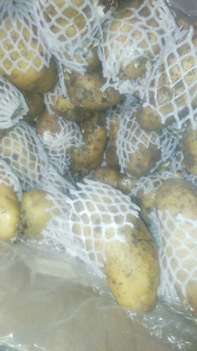 荷兰十五土豆精品3两以上