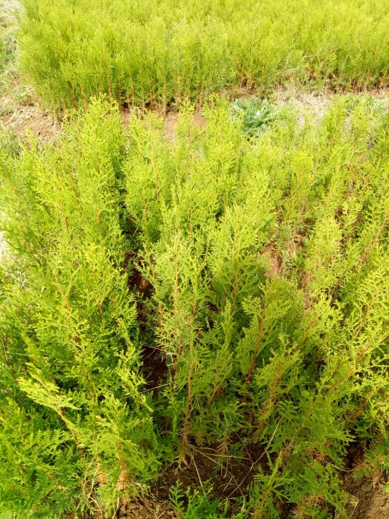 侧柏苗10~20cm