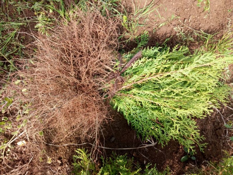 侧柏苗10~20cm