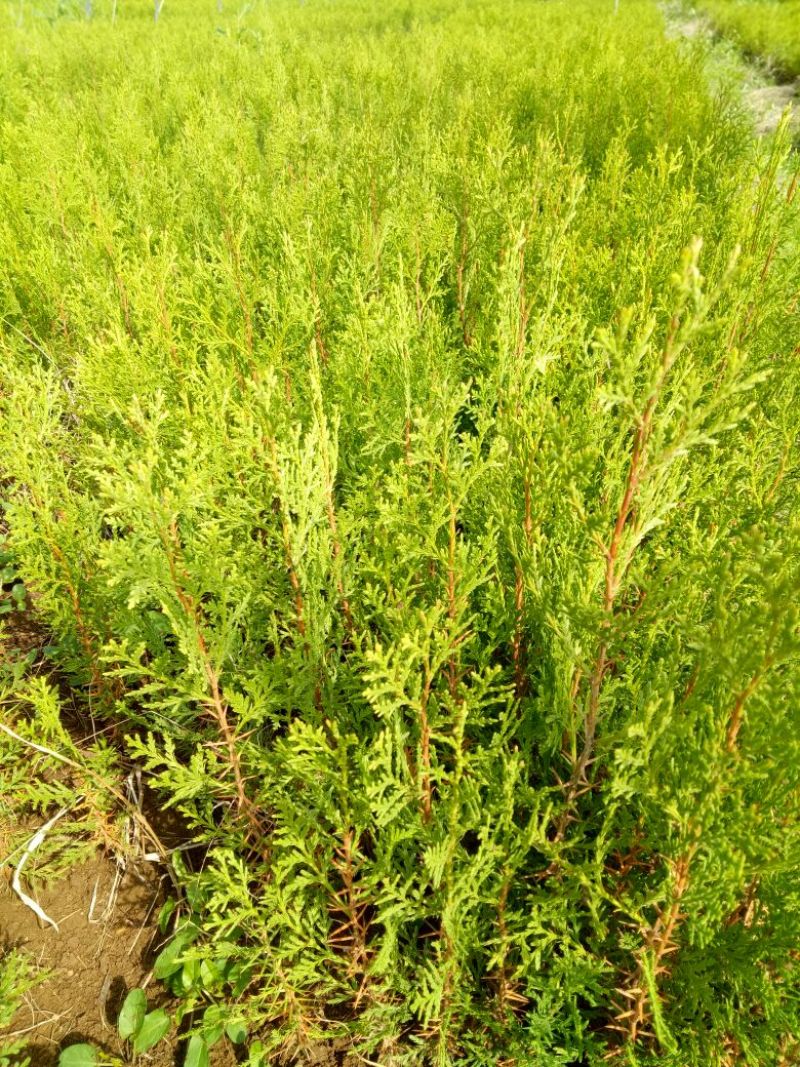侧柏苗10~20cm