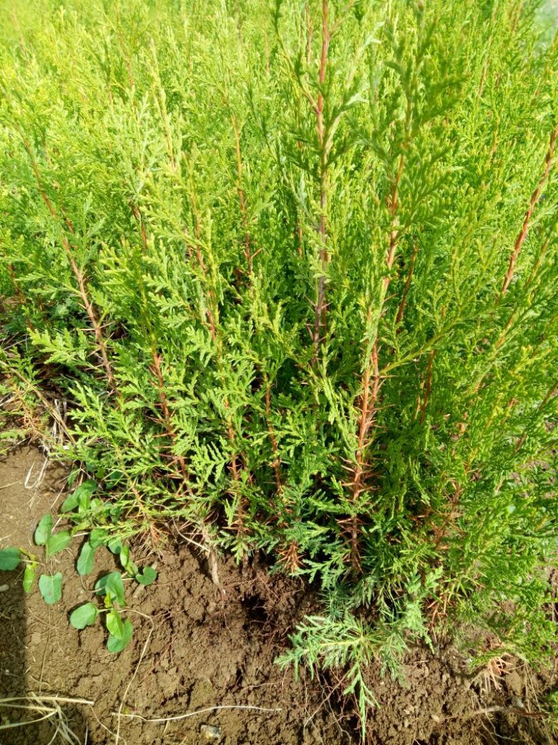 侧柏苗10~20cm