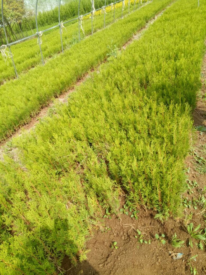 侧柏苗10~20cm