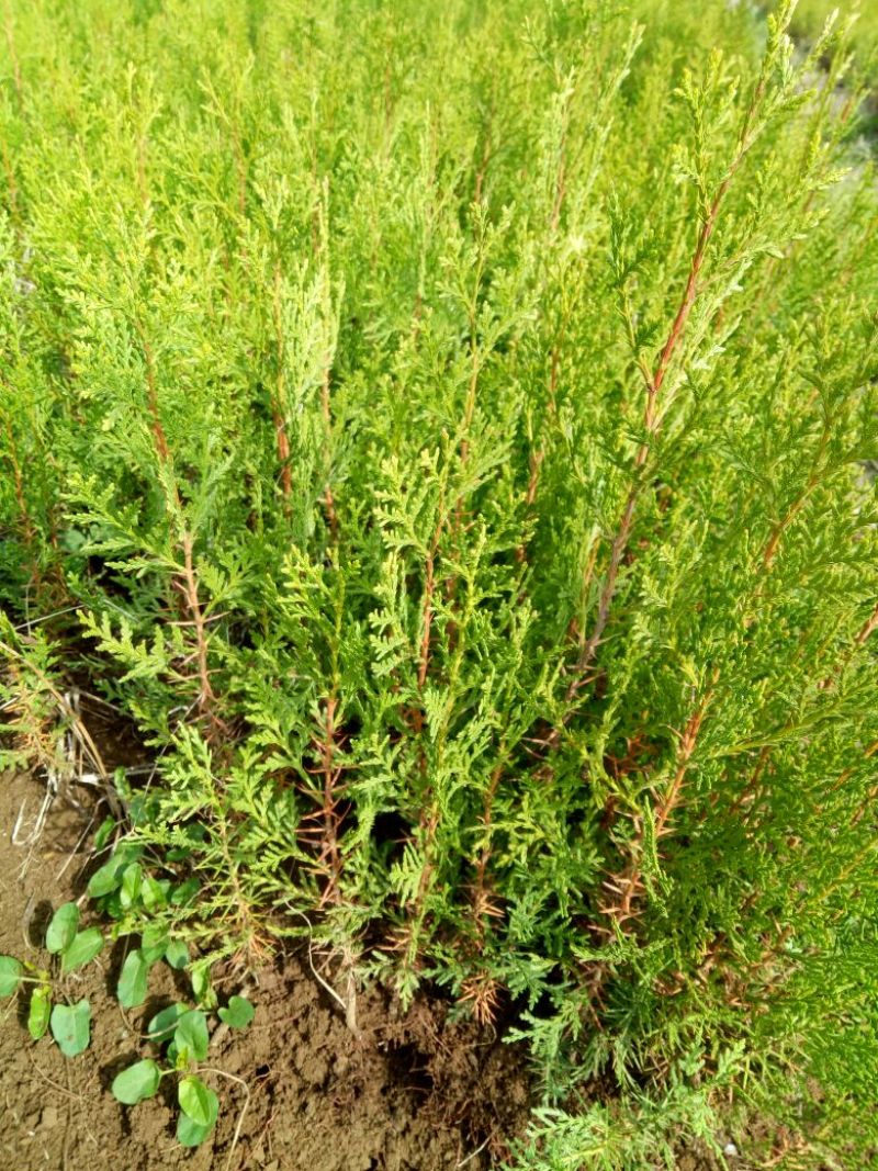 侧柏苗10~20cm