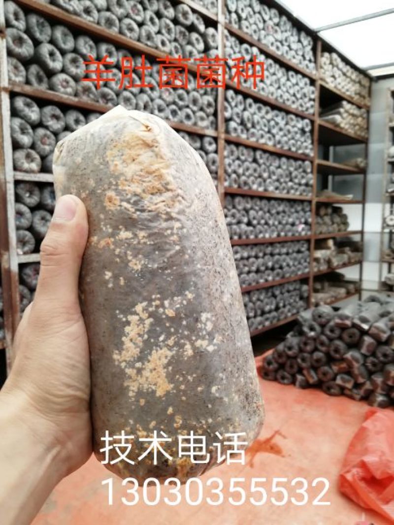羊肚菌菌种栽培种