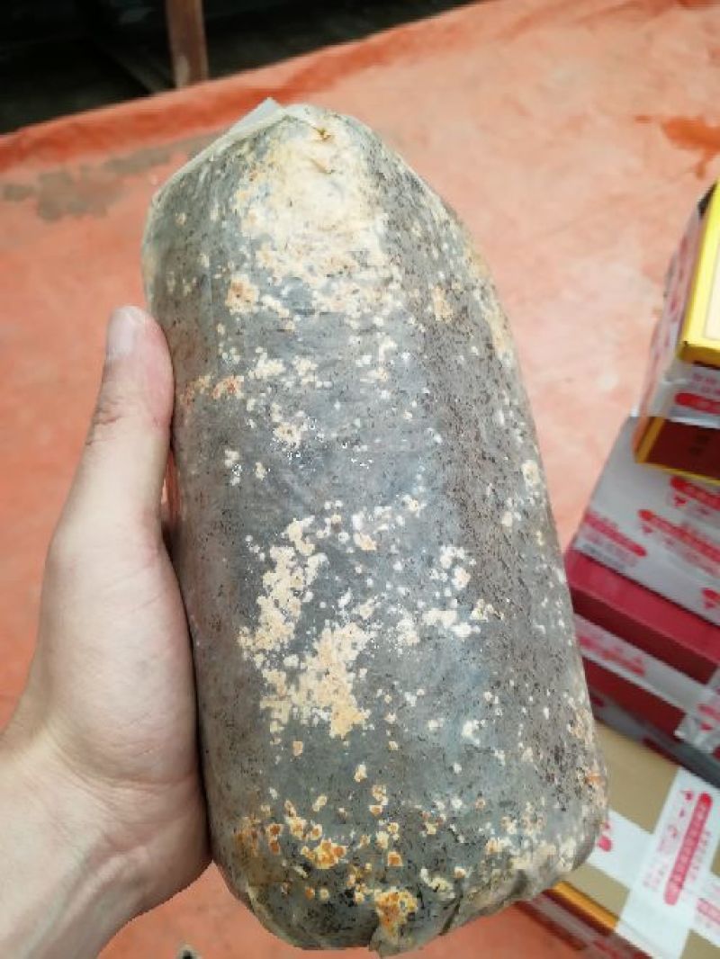 羊肚菌菌种栽培种