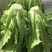 油麦菜30~35cm以上。可代收，可批发