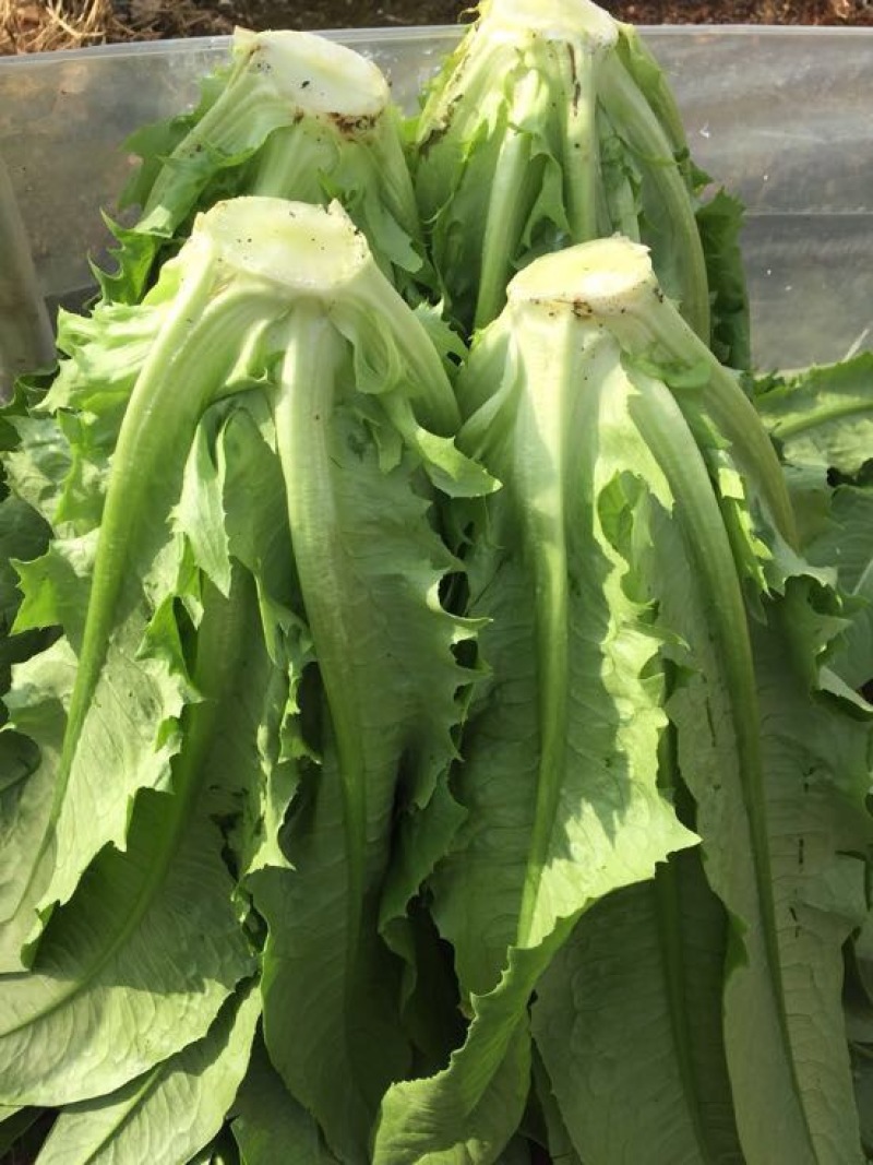 油麦菜30~35cm以上。可代收，可批发