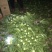 油麦菜30~35cm以上。可代收，可批发