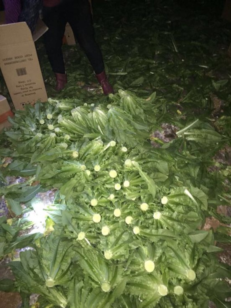 油麦菜30~35cm以上。可代收，可批发