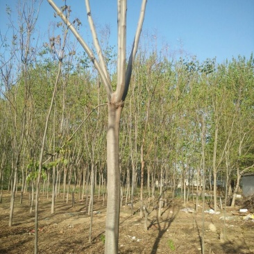 栾树10~12cm8~10cm3~3.5米