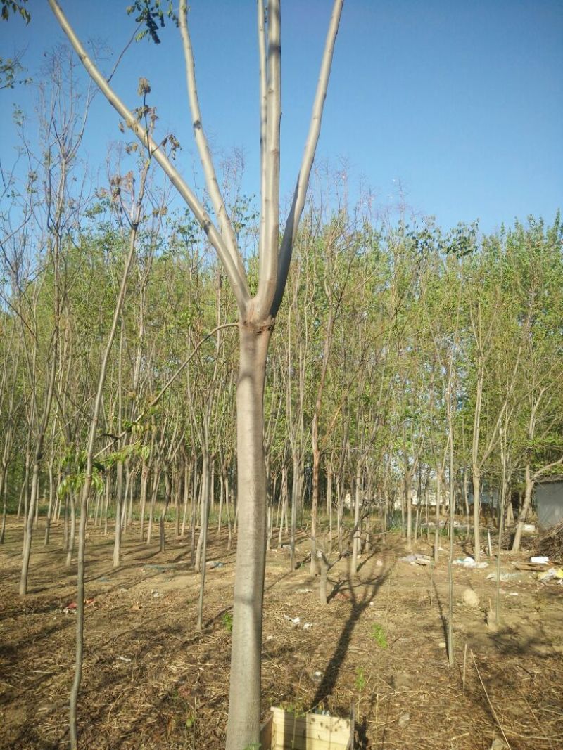 栾树10~12cm8~10cm3~3.5米