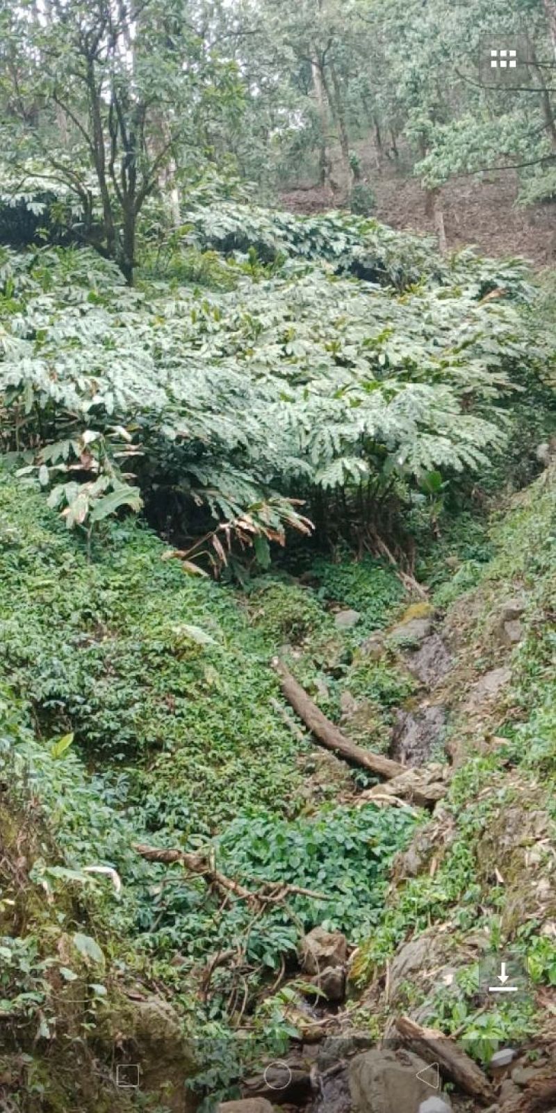 草果苗30~50cm