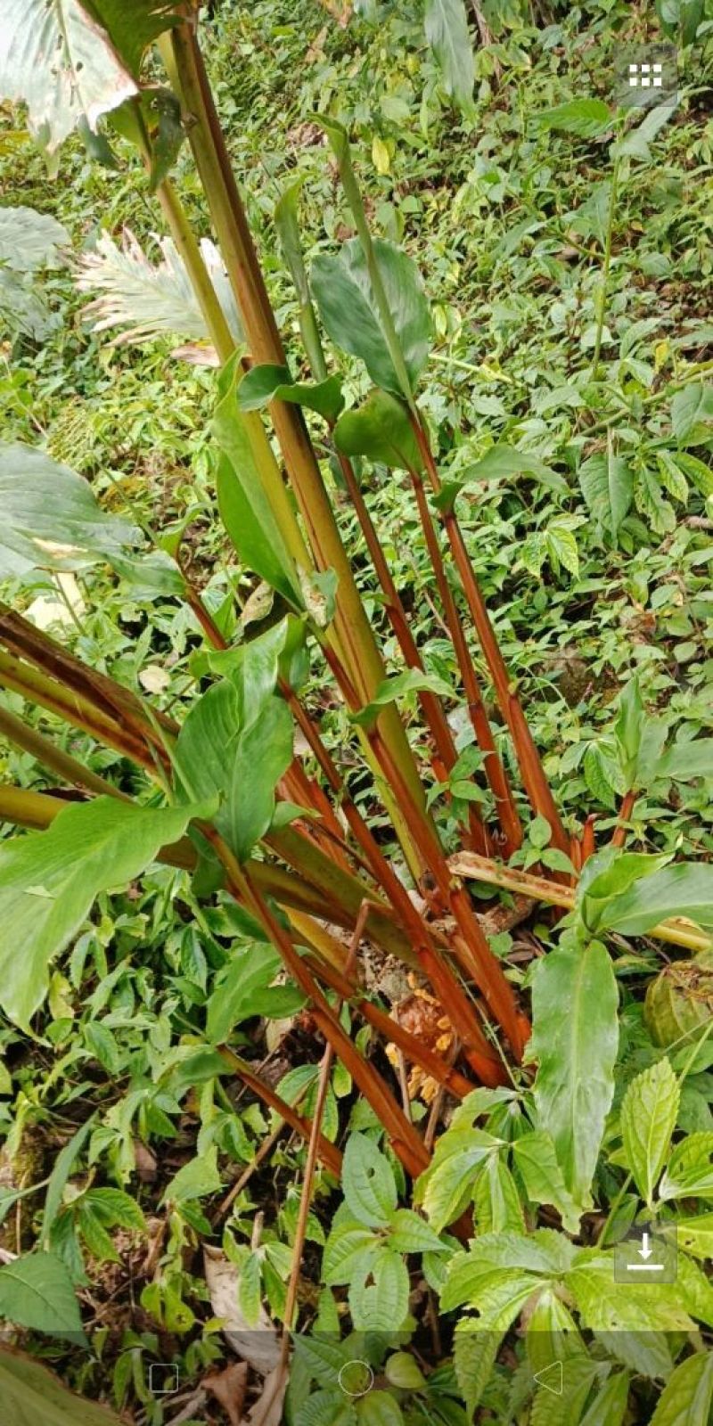 草果苗30~50cm