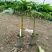 木瓜树苗10~20cm