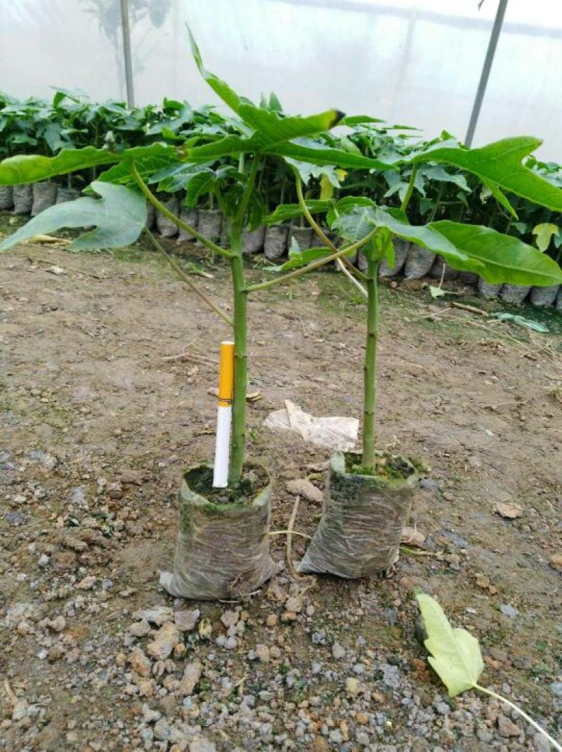 木瓜树苗10~20cm