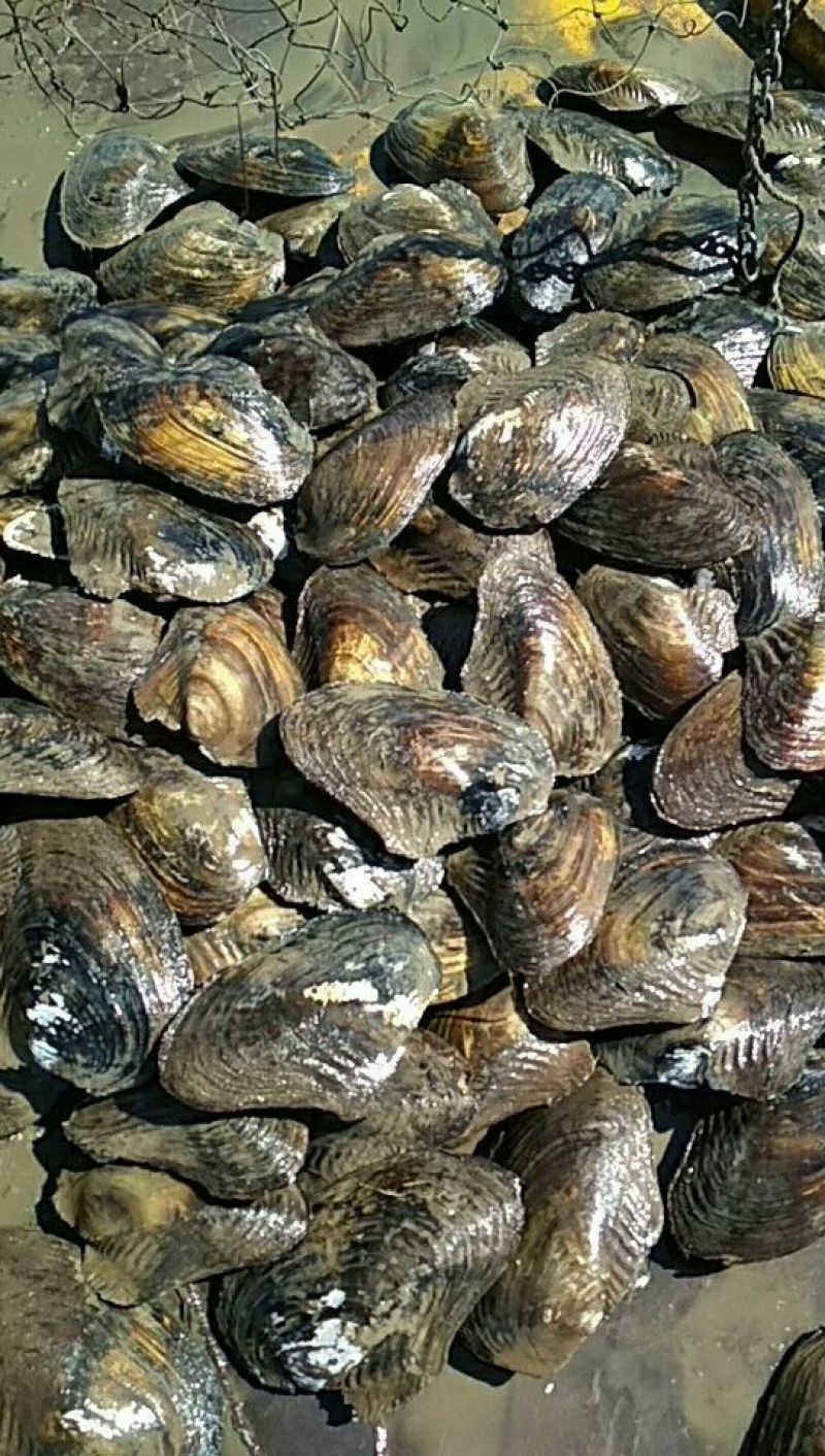 河蚌