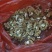 薄皮核桃25~30mm去皮干